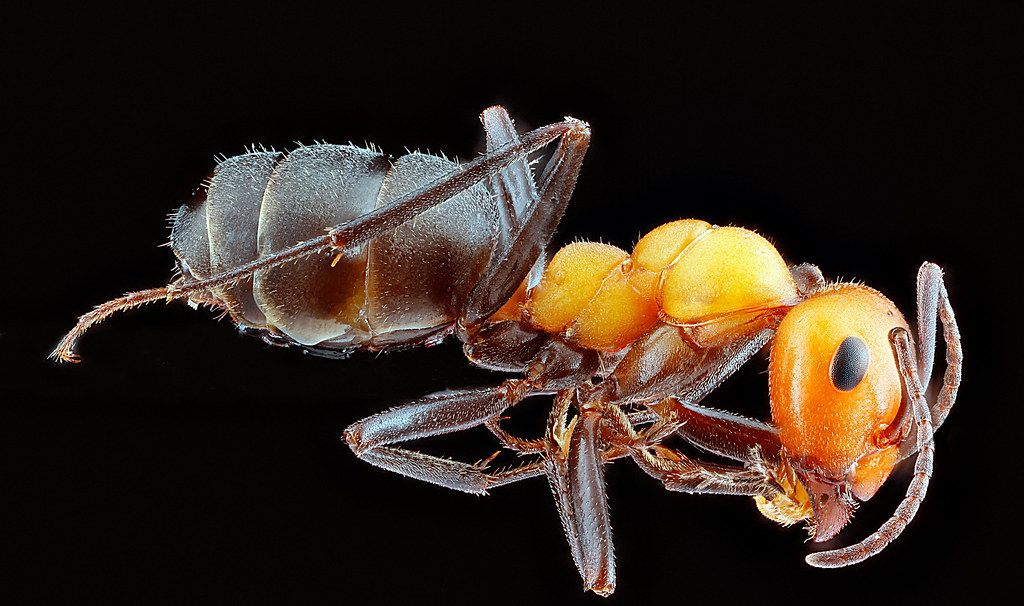 Ant Control service in Kirkland, WA