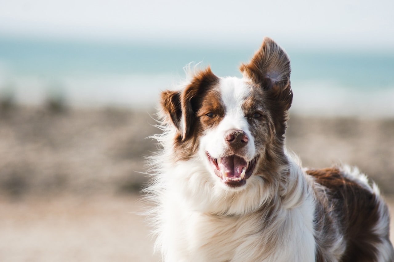 Flea & Tick Control service in Kirkland, WA