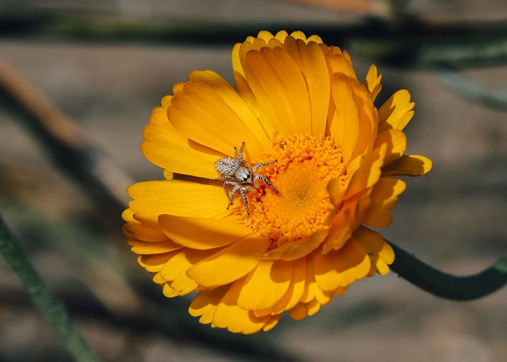Spider Control service in Kirkland, WA